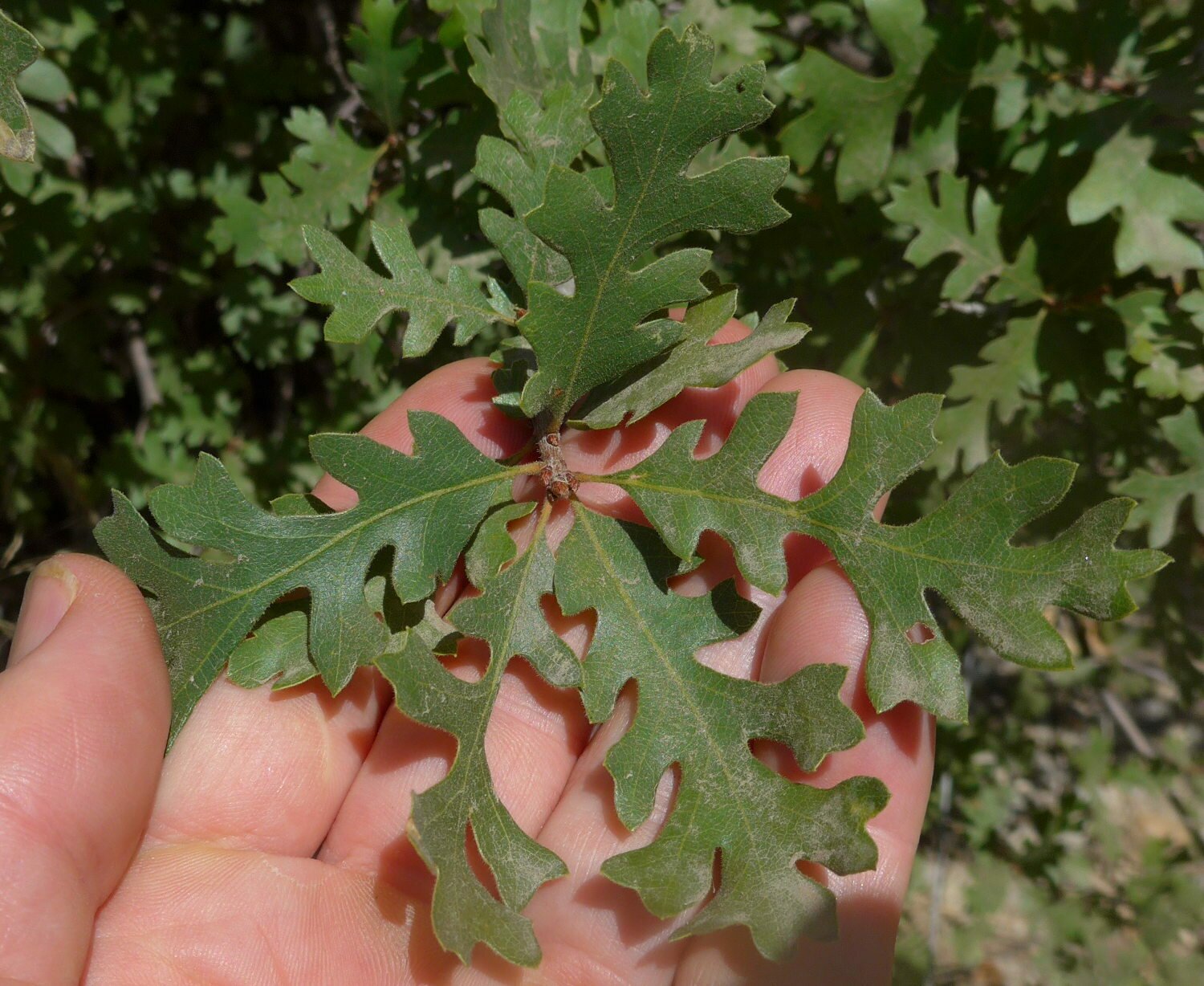 High Resolution Quercus lobata Leaf
